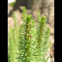 Hippuris vulgaris (fam Hippuridacees) (rg temperees) (4)